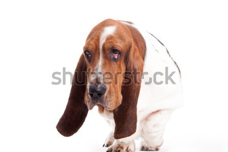 hush puppy walking Stock photo © DNF-Style
