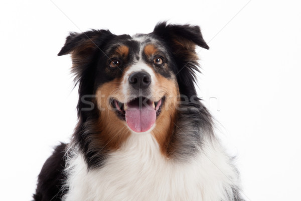 Border collie feliz perro estudio blanco fondo Foto stock © DNF-Style