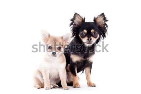 Foto stock: Cães · branco · feliz · cão · estúdio · amor