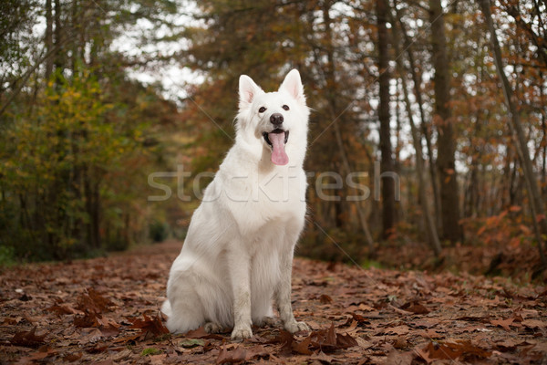 White sheppard in the forest is sitting Stock photo © DNF-Style