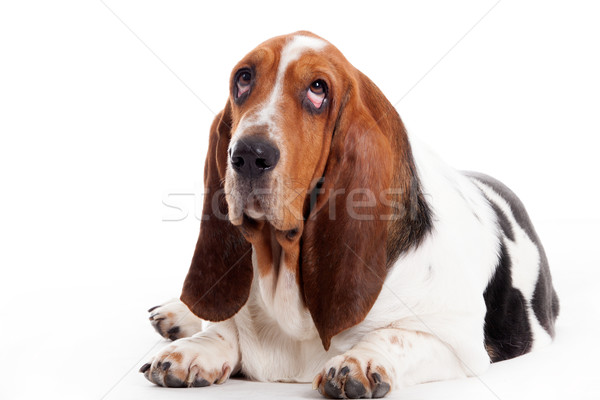 hush puppy lays down Stock photo © DNF-Style