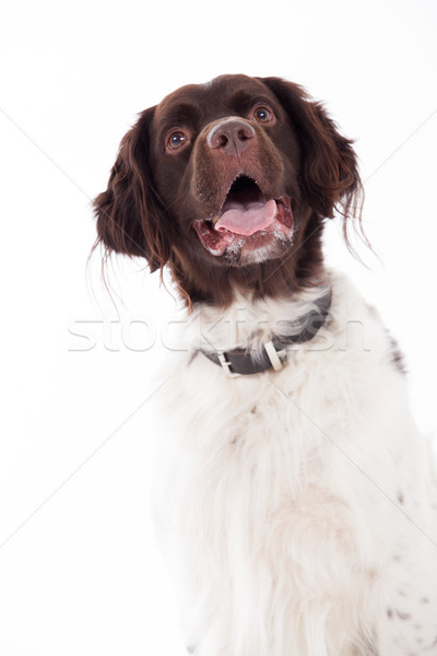 Olandez câine alb fericit studio fundal Imagine de stoc © DNF-Style