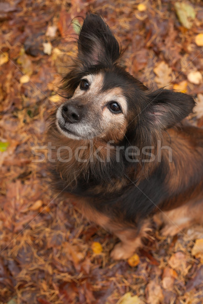 послушание собака осень Cute сидят лес Сток-фото © DNF-Style