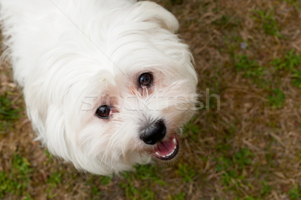 Stok fotoğraf: çim · mutlu · köpek · dışında · orman · beyaz