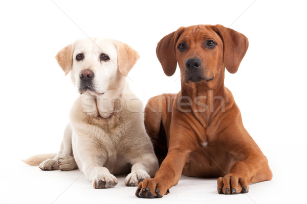 Golden Retriever weiß glücklich Hund Studio Liebe Stock foto © DNF-Style