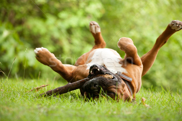 Boxer lipi fericit câine exterior pădure Imagine de stoc © DNF-Style