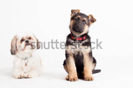 shi tzu with a sheppard Stock photo © DNF-Style