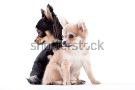 Foto stock: Cães · feliz · cão · estúdio · branco · amor