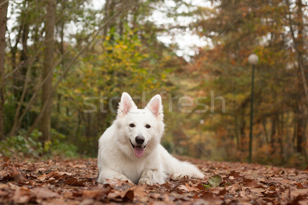 White sheppard in the forest lays down Stock photo © DNF-Style