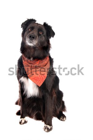 Preto cão sessão border collie branco Foto stock © dnsphotography