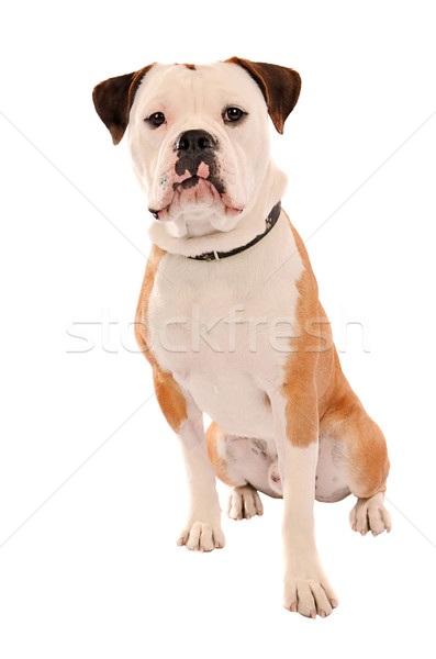 Oude Engels bulldog vergadering witte portret Stockfoto © dnsphotography