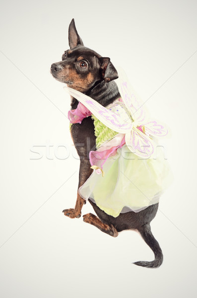 Hond fairy kostuum vergadering schone Stockfoto © dnsphotography