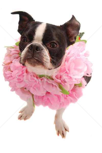 Stock photo: Boston Terrier Dog Wearing Hawaiian Lei