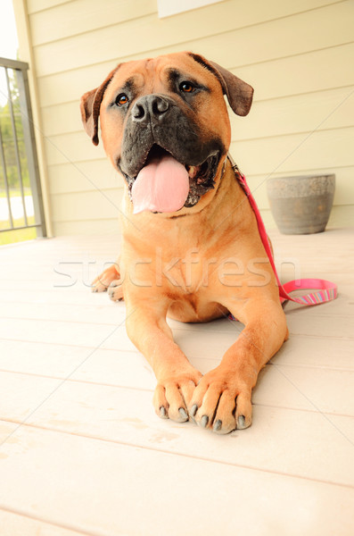 Happy bullmastiff dog laying on an outdoor patio Stock photo © dnsphotography