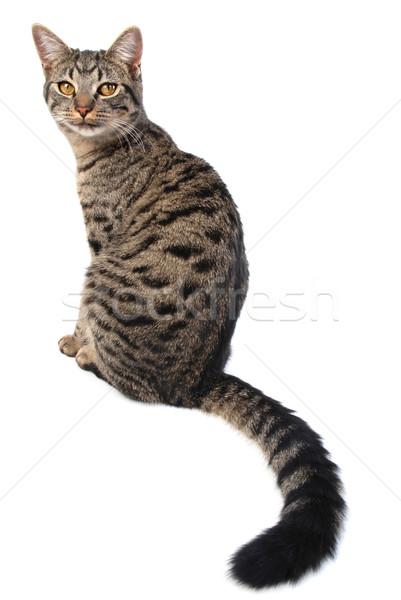 Długo ogon kot posiedzenia Zdjęcia stock © dnsphotography