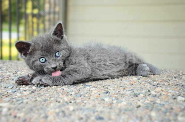 灰色 小貓 洗澡 戶外活動 灰色 外 商業照片 © dnsphotography