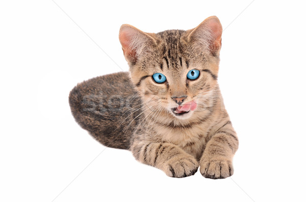 коричневый котенка синий белый счастливым Сток-фото © dnsphotography