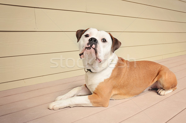 Buldogue ao ar livre inglês Foto stock © dnsphotography