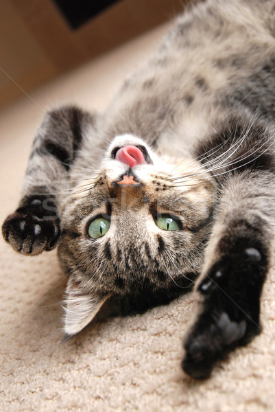 играет котенка Cute полу языком Сток-фото © dnsphotography