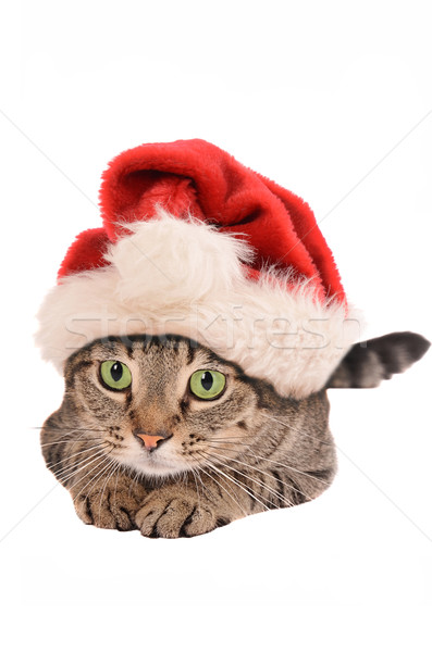 Cute кошки Рождества Hat праздник Сток-фото © dnsphotography