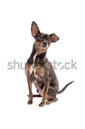 Cão sessão branco preto marrom jovem Foto stock © dnsphotography