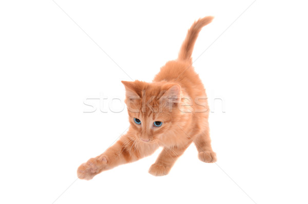 Orange Tabby Playing Stock photo © dnsphotography