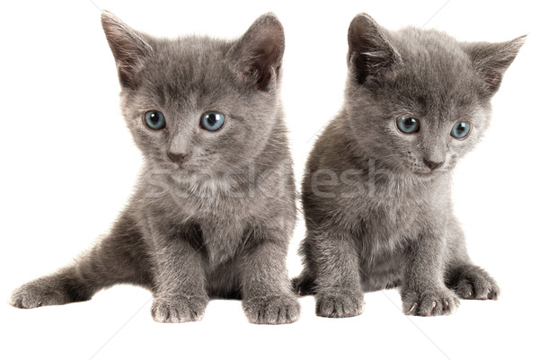 Blue eyed grey kittens on white Stock photo © dnsphotography