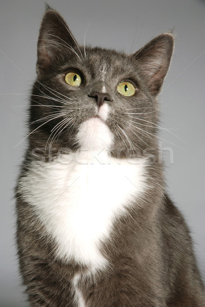 портрет кошки серый белый счастливым глазах Сток-фото © dnsphotography