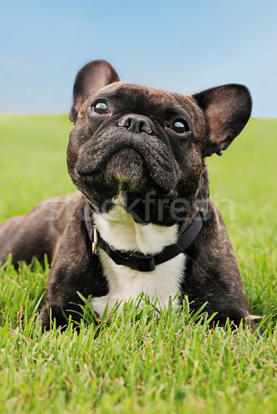 Frans bulldog leggen gras groen gras Stockfoto © dnsphotography