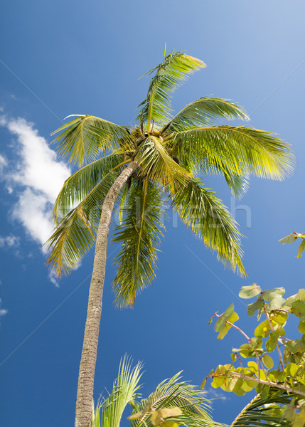 palm tree over blue sky with white clouds Stock photo © dolgachov