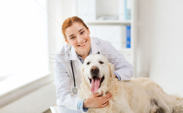 Heureux médecin retriever chien vétérinaire clinique [[stock_photo]] © dolgachov