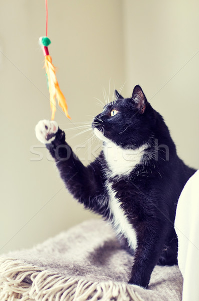 ストックフォト: 黒白 · 猫 · 演奏 · 羽毛 · おもちゃ · ペット