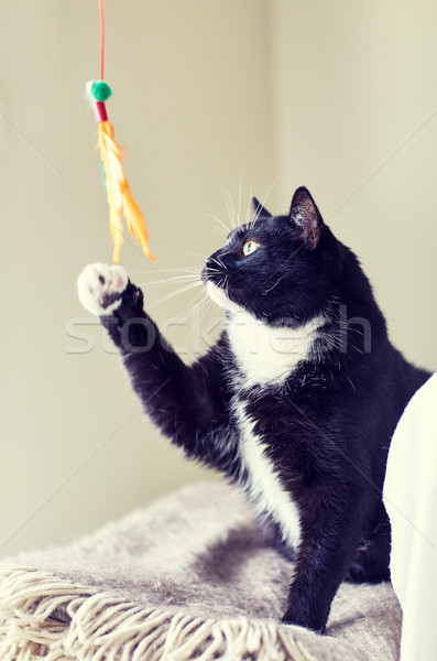 黒白 猫 演奏 羽毛 おもちゃ ペット ストックフォト © dolgachov
