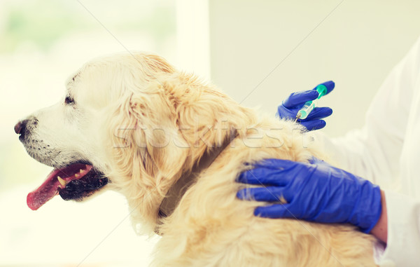 close up of vet making vaccine to dog at clinic Stock photo © dolgachov