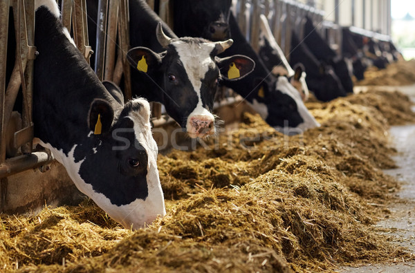 Nyáj tehenek eszik széna tejgazdaság farm Stock fotó © dolgachov