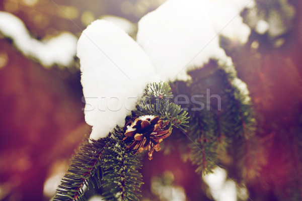 Tanne Zweig Schnee Kegel Winter Wald Stock foto © dolgachov