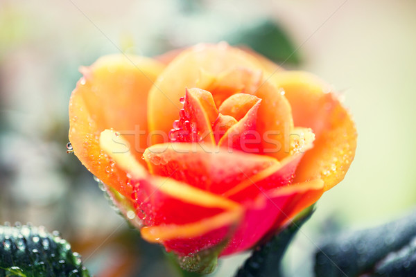 close up of rose flower Stock photo © dolgachov