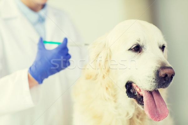 Stock foto: Tierarzt · Impfstoff · Hund · Klinik