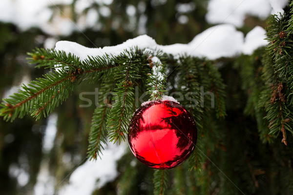 red christmas ball on fir tree branch with snow Stock photo © dolgachov