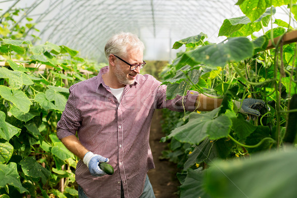 Idős férfi szőlőszüret uborkák felfelé farm üvegház Stock fotó © dolgachov