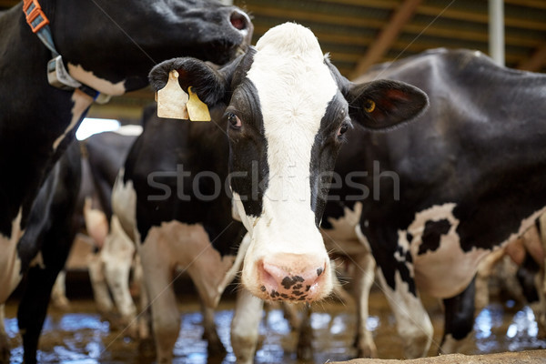 herd of cows in cowshed on dairy farm Stock photo © dolgachov