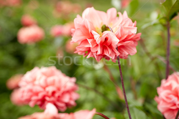 Güzel dalya çiçekler yaz bahçe bahçıvanlık Stok fotoğraf © dolgachov