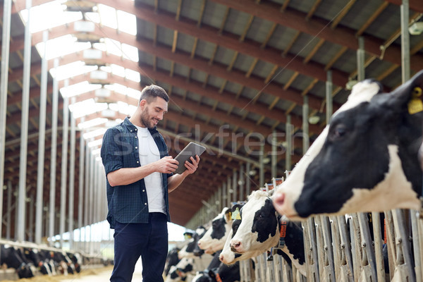 Stock photo: young man with tablet pc and cows on dairy farm