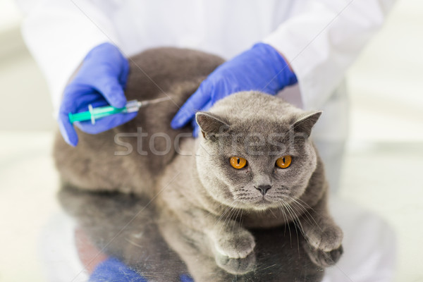 close up of vet making vaccine to cat at clinic Stock photo © dolgachov