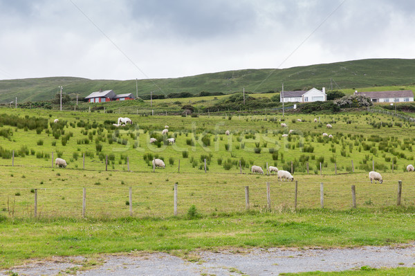 Stock fotó: Birka · mező · Írország · állat · gazdálkodás · természet