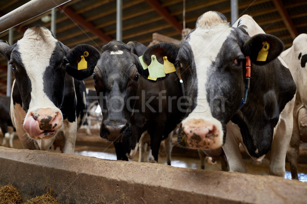 Nyáj tehenek tejgazdaság farm mezőgazdaság ipar Stock fotó © dolgachov