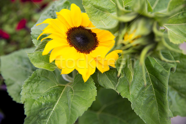 close up of blooming sunflower in garden Stock photo © dolgachov