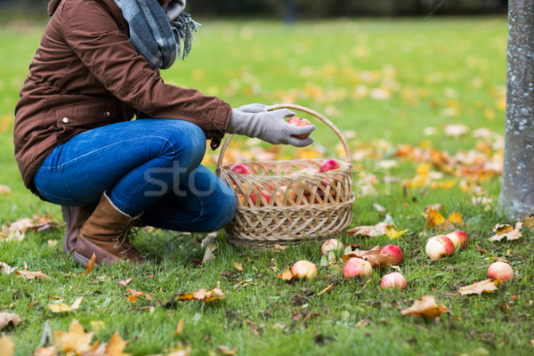 [[stock_photo]]: Femme · panier · pommes · automne · jardin