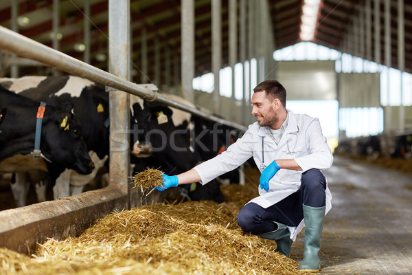 veterinarian feeding cows in cowshed on dairy farm Stock photo © dolgachov