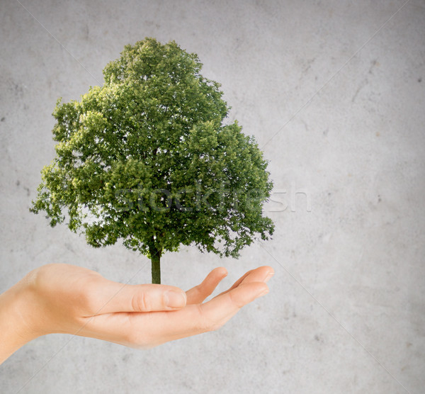 hand holding green oak tree over gray background Stock photo © dolgachov